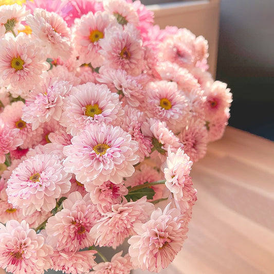 🌸Candy Chrysanthemum Seeds