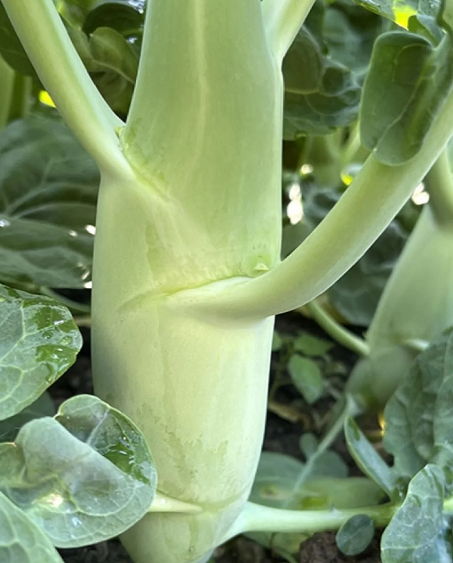 Chicken Leg Kale Seeds