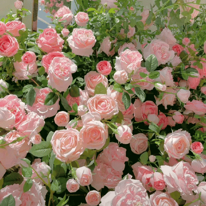 Spring Promotion 49% OFF - 🌱Climbing Rose Seeds