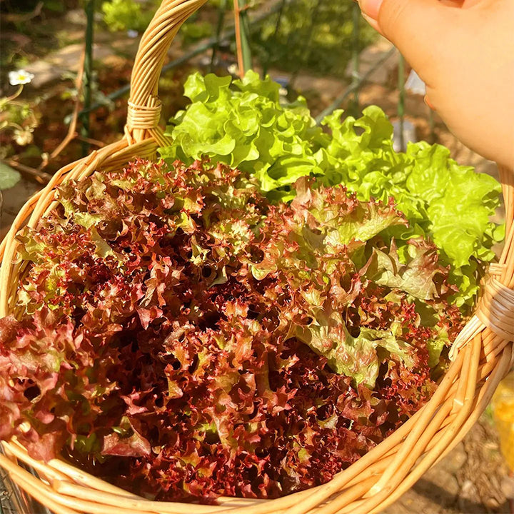 Organic Lettuce Seeds