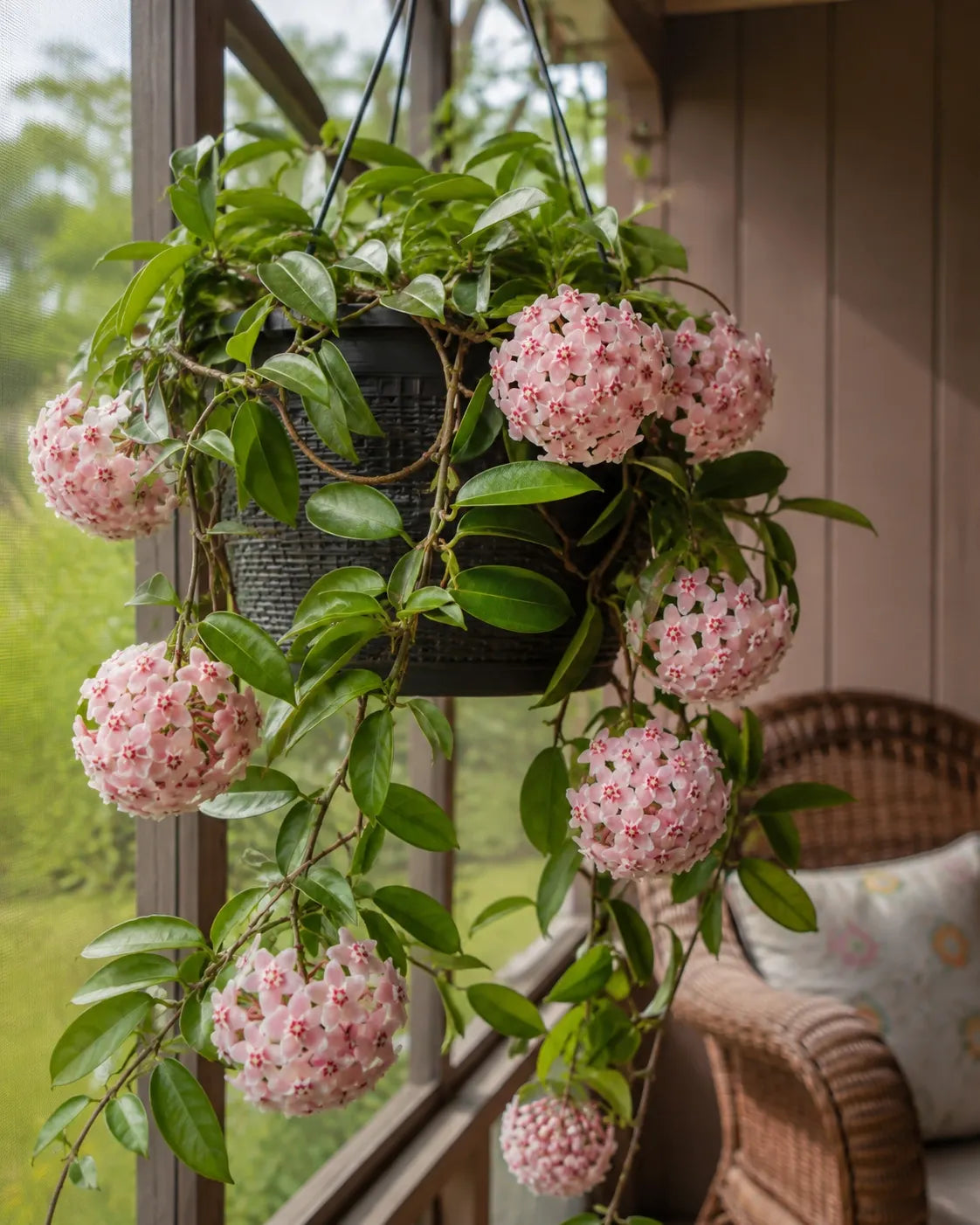 🌸Premium Hoya Carnosa Fresh Bulbs | Easy-to-Grow Cascading Wax Plant