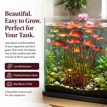 🐟Hydroponic red lotus roots🌿 Turn Your Aquarium into a Living Garden