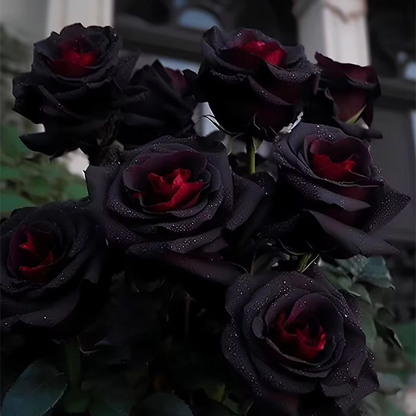 RARE BLACK RED ROSE FLOWER SEEDS