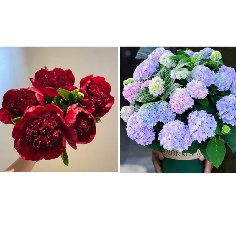 🔥LAST DAY 45% OFF🌺THE QUEEN OF FLOWERS—DOUBLE PETALED PIANI
