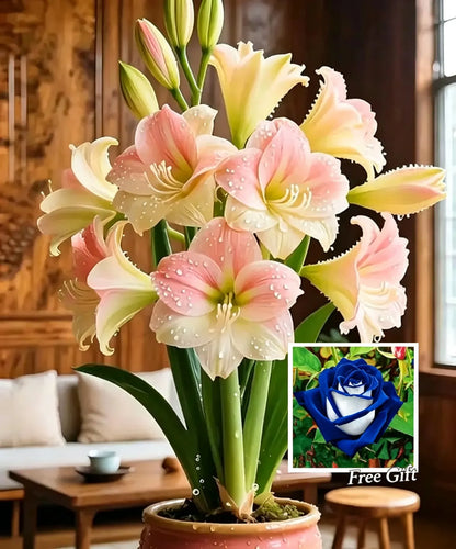 🌺 Amaryllis Bulbs– Dramatic Blooms, Effortless Grace! 🌿✨