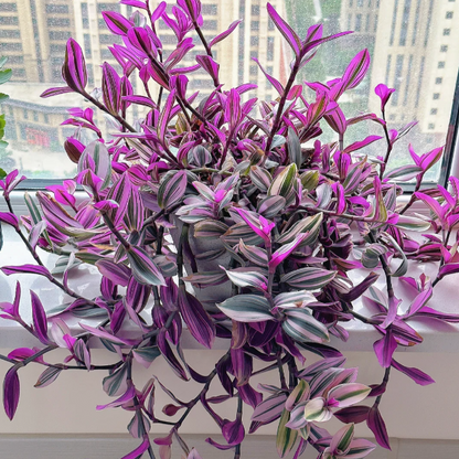 💐Oil Painting Wedding Orchid—The Wandering Jew