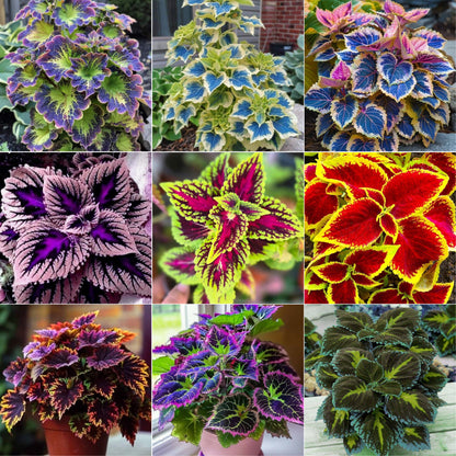 🌿Frost-Resistant Rare Color Coleus – Brighten Your Space with Unique Foliage 🌿