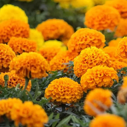 🌼Marigold Seeds for Planting – Natural Pest Control & Edible Flowers