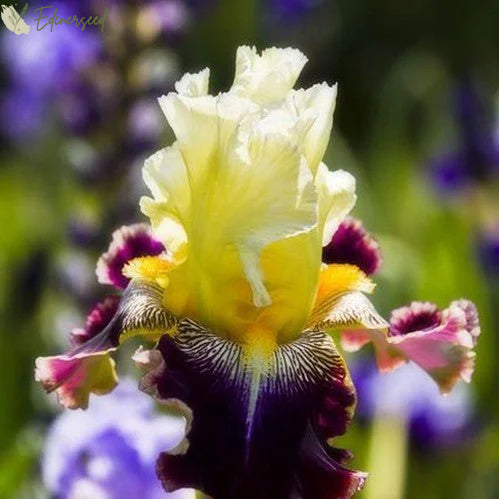 Multi Iris Seeds: Vibrant, Resilient, and Spectacular Blooms