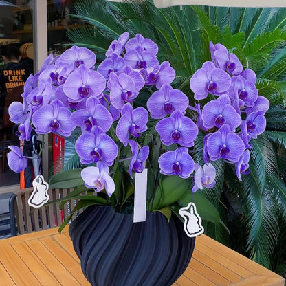 Phalaenopsis Seeds-Queen Of Orchids