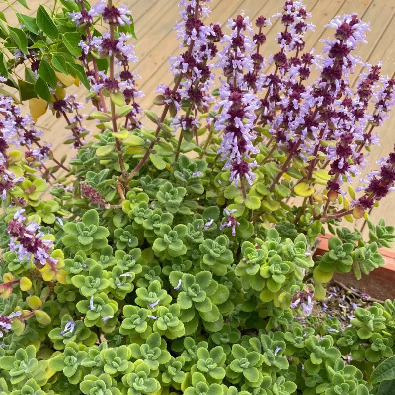 Patchouli seeds, Magical plant that smells good when touched