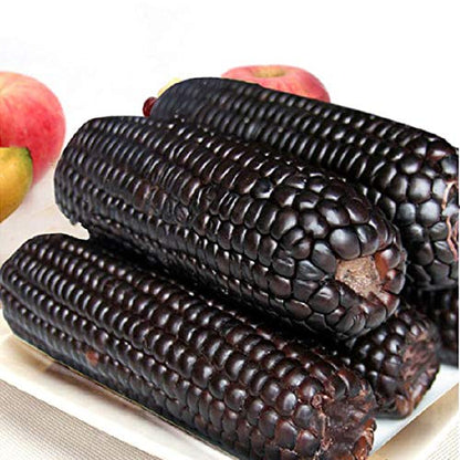 Black Corn Seeds-Organic Maiz Morado