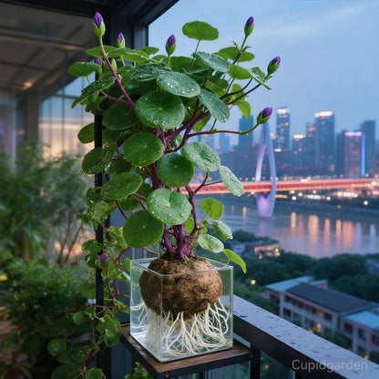 🎈🪴Red rattan Stephania Erecta Bulbs: The strongest houseplant for lazy people🌿