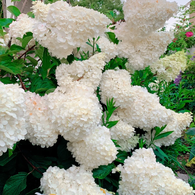 Panicle Hydrangea Flowers Seeds 💞 Plants Home Garden Flower Seeds