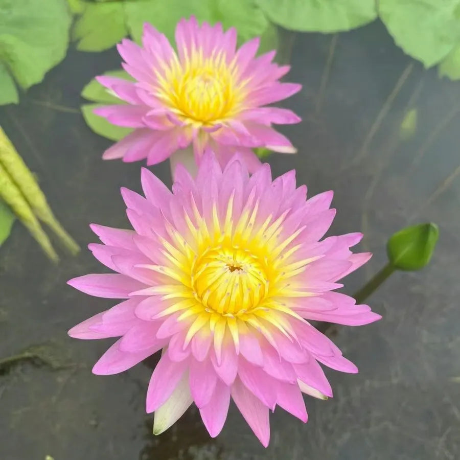 🌸LAST DAY Promotion 35% OFF🌸 Hydroponic Lotus 🌸 | Fresh, Simple & Beautiful(🌱Survival Guaranteed: Free Replacements🌿)