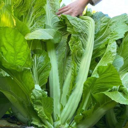 Large Leaf Stuffed Sweet Mustard Seeds