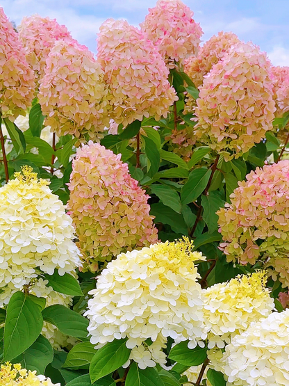 Panicle Hydrangea Flowers Seeds 💞 Plants Home Garden Flower Seeds