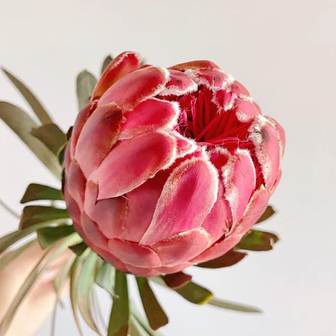 South African Princess Flower Seeds