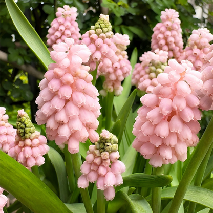 Grape Hyacinth Bulbs