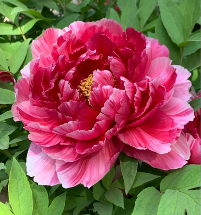Multicolor Peony Seeds