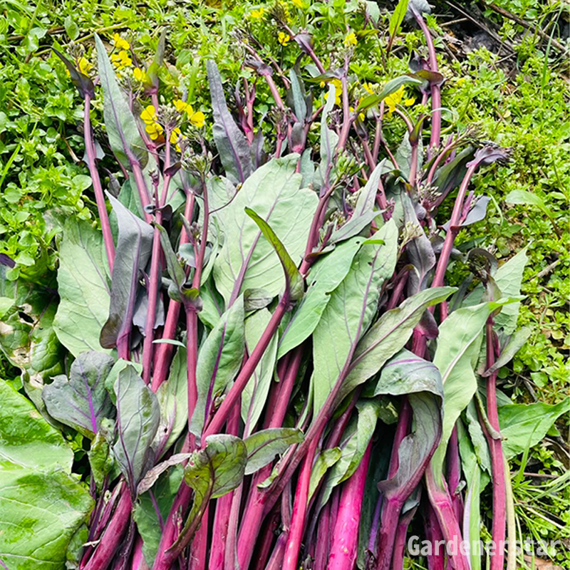 Purple Rapeseed Vegetable Seeds-Winter Marvel Bug Repellent