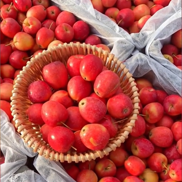 Xantolis Stenosepala Mini Apple Seeds