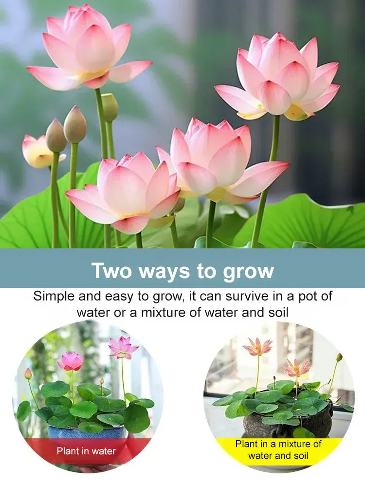 🌸LAST DAY Promotion 35% OFF🌸 Hydroponic Lotus 🌸 | Fresh, Simple & Beautiful(🌱Survival Guaranteed: Free Replacements🌿)