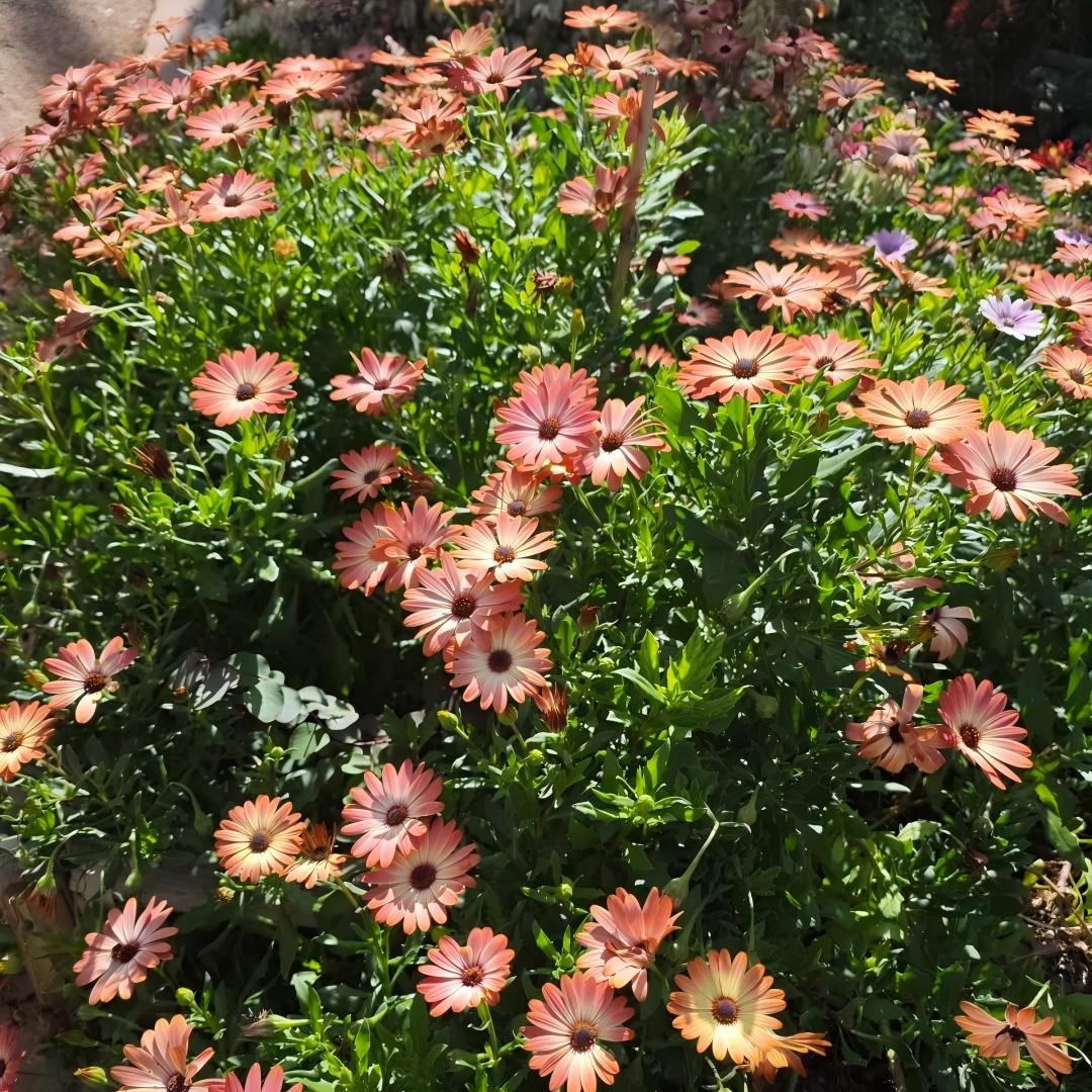 Africa Daisy Seeds-Drought-Proof Color Explosion