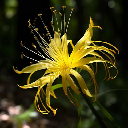 Spider Lily Bulbs-Multicolor🌈