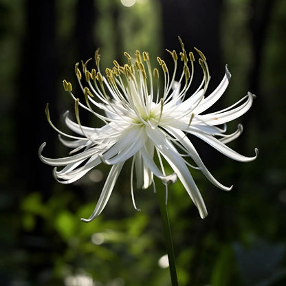 Spider Lily Bulbs-Multicolor🌈
