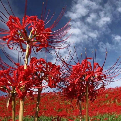 Spider Lily Bulbs-Multicolor🌈