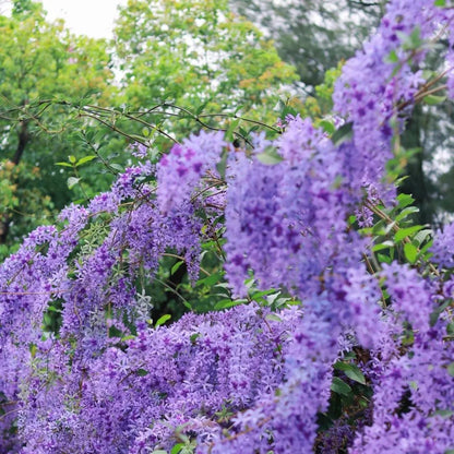 Blue Flower Vine - Dreamy Blue and Purple Waterfall