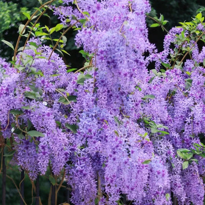 Blue Flower Vine - Dreamy Blue and Purple Waterfall