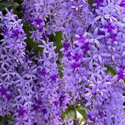 Blue Flower Vine - Dreamy Blue and Purple Waterfall