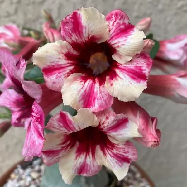 🌵🌹 Dive into Desert Beauty: Desert Rose Bulbs for Your Tranquil Haven!-Various Colors🌱Long Flowering Period 🏜️🌺