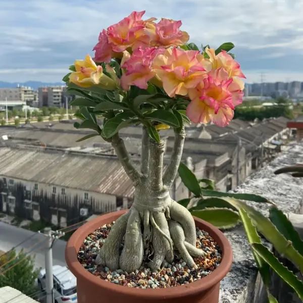 🌵🌹 Dive into Desert Beauty: Desert Rose Bulbs for Your Tranquil Haven!-Various Colors🌱Long Flowering Period 🏜️🌺