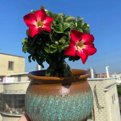🌵🌹 Dive into Desert Beauty: Desert Rose Bulbs for Your Tranquil Haven!-Various Colors🌱Long Flowering Period 🏜️🌺