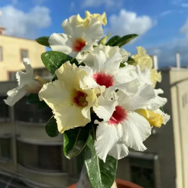 🌵🌹 Dive into Desert Beauty: Desert Rose Bulbs for Your Tranquil Haven!-Various Colors🌱Long Flowering Period 🏜️🌺