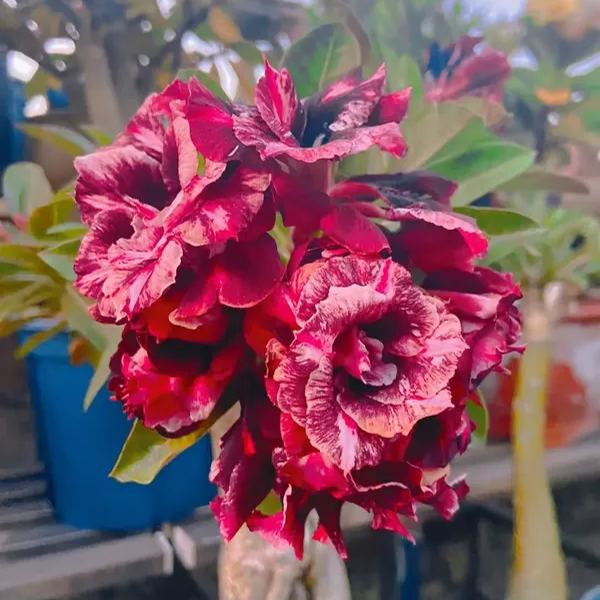 🌵🌹 Dive into Desert Beauty: Desert Rose Bulbs for Your Tranquil Haven!-Various Colors🌱Long Flowering Period 🏜️🌺