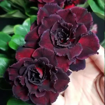🌵🌹 Dive into Desert Beauty: Desert Rose Bulbs for Your Tranquil Haven!-Various Colors🌱Long Flowering Period 🏜️🌺