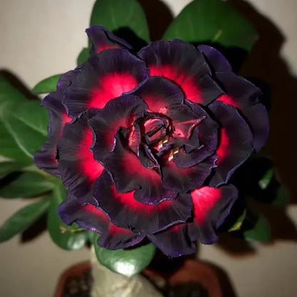 🌵🌹 Dive into Desert Beauty: Desert Rose Bulbs for Your Tranquil Haven!-Various Colors🌱Long Flowering Period 🏜️🌺