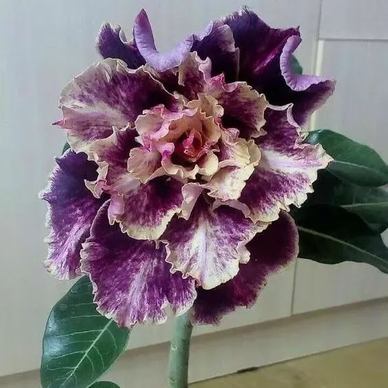 🌵🌹 Dive into Desert Beauty: Desert Rose Bulbs for Your Tranquil Haven!-Various Colors🌱Long Flowering Period 🏜️🌺