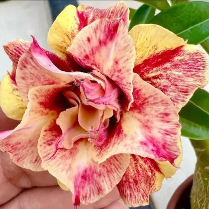 🌵🌹 Dive into Desert Beauty: Desert Rose Bulbs for Your Tranquil Haven!-Various Colors🌱Long Flowering Period 🏜️🌺