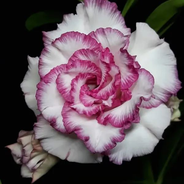 🌵🌹 Dive into Desert Beauty: Desert Rose Bulbs for Your Tranquil Haven!-Various Colors🌱Long Flowering Period 🏜️🌺