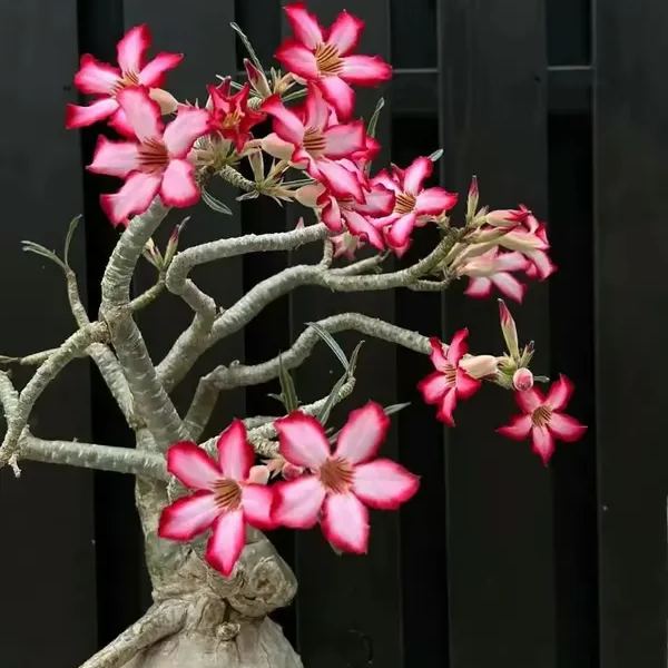 🌵🌹 Dive into Desert Beauty: Desert Rose Bulbs for Your Tranquil Haven!-Various Colors🌱Long Flowering Period 🏜️🌺