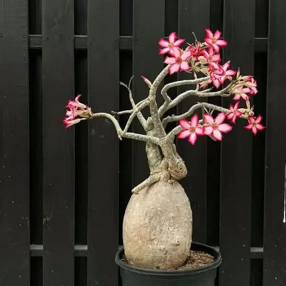 🌵🌹 Dive into Desert Beauty: Desert Rose Bulbs for Your Tranquil Haven!-Various Colors🌱Long Flowering Period 🏜️🌺