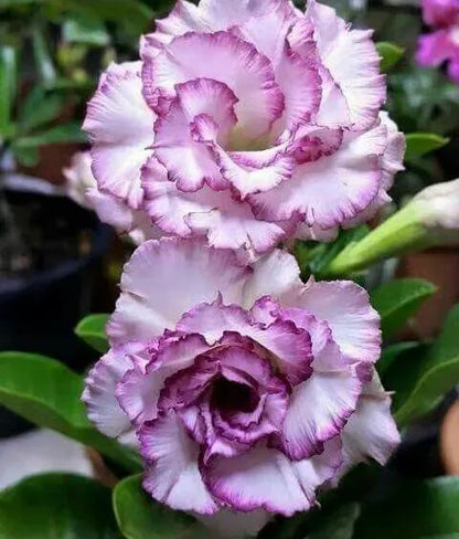🌵🌹 Dive into Desert Beauty: Desert Rose Bulbs for Your Tranquil Haven!-Various Colors🌱Long Flowering Period 🏜️🌺