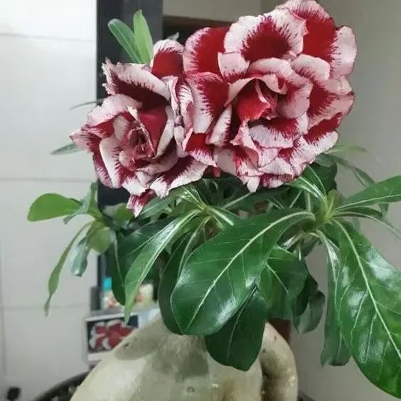 🌵🌹 Dive into Desert Beauty: Desert Rose Bulbs for Your Tranquil Haven!-Various Colors🌱Long Flowering Period 🏜️🌺