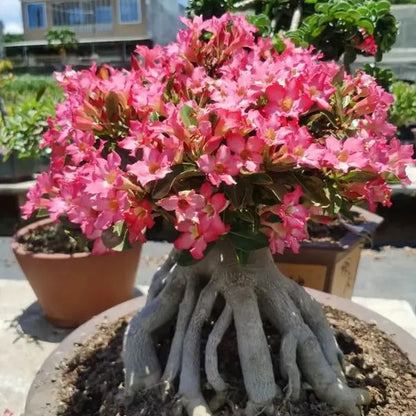 🌵🌹 Dive into Desert Beauty: Desert Rose Bulbs for Your Tranquil Haven!-Various Colors🌱Long Flowering Period 🏜️🌺