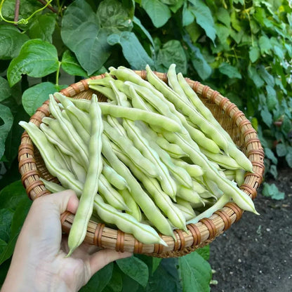 High Yielding Kidney Beans